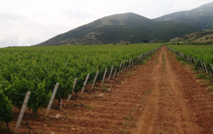 LAZARIDI-VINEYARDS