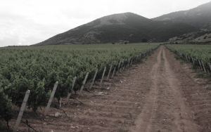 LAZARIDI-VINEYARDS