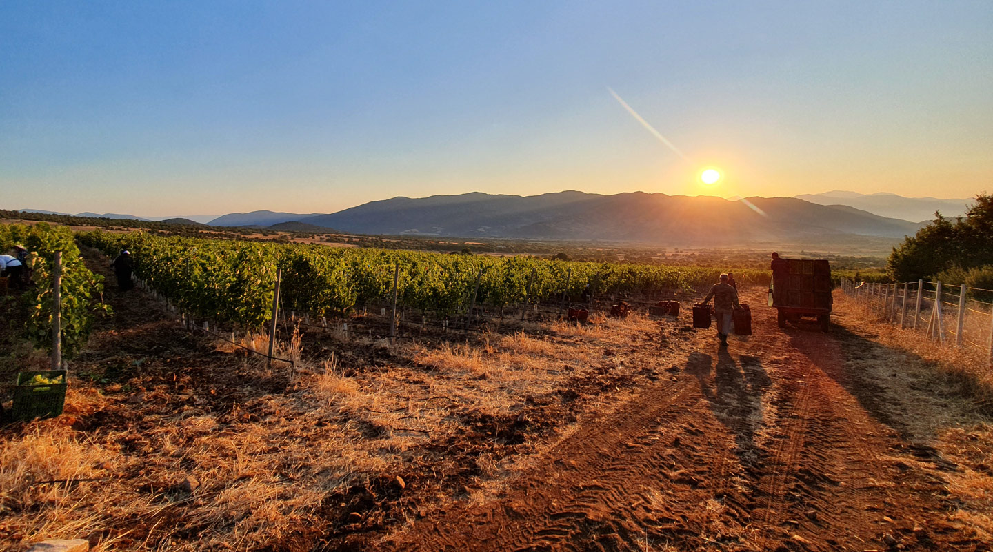 Δελτίο Τρύγου / Harvest Report 2019