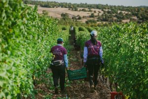 DOMAINE-LAZARIDI-DELTIO-TRYGOU2020