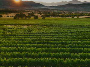 MUNDUS VINI AWARDS 2022