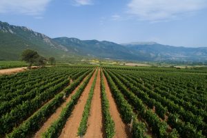 Κτήμα Κώστα Λαζαρίδη 35 Βραβεια