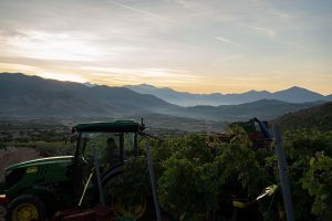 Domaine Costa Lazaridi Τρύγος 2022