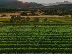 Domaine Costa Lazaridi Τρύγος 2022
