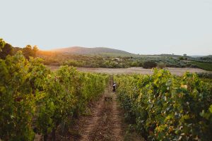 Domaine Costa Lazaridi Τρύγος 2022