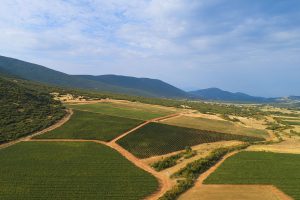 Domaine Costa Lazaridi Τρύγος 2022