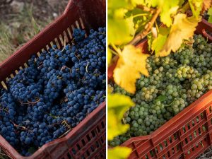 Domaine Costa Lazaridi Τρύγος 2022