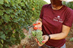 Domaine Costa Lazaridi Τρύγος 2022
